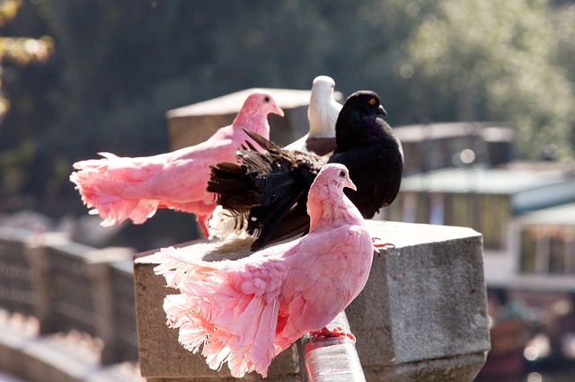 去了锐气 去了锐气